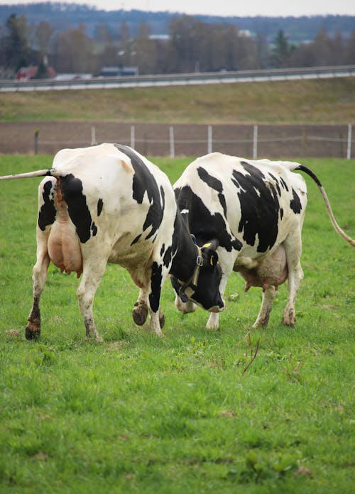 無料 ファーム, フィールド, 乳牛の無料の写真素材 写真素材