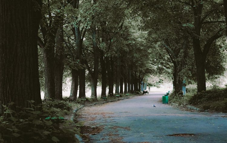 Alley Between Trees In The Park 