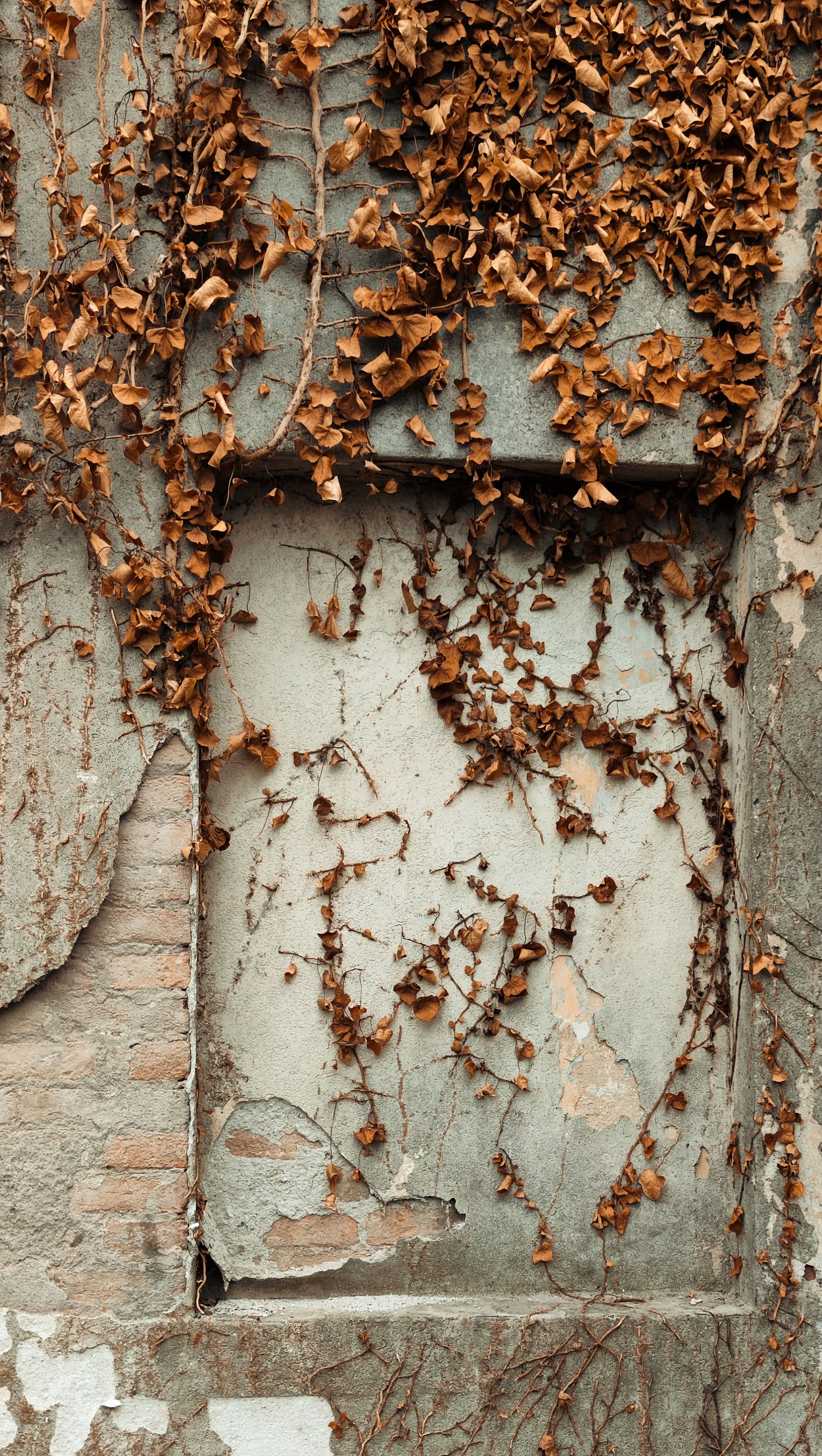 Capture the beauty of decay with ivy creeping over a textured, abandoned building wall.
