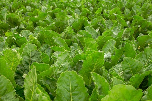 Close-up of Beetroot Leaves 
