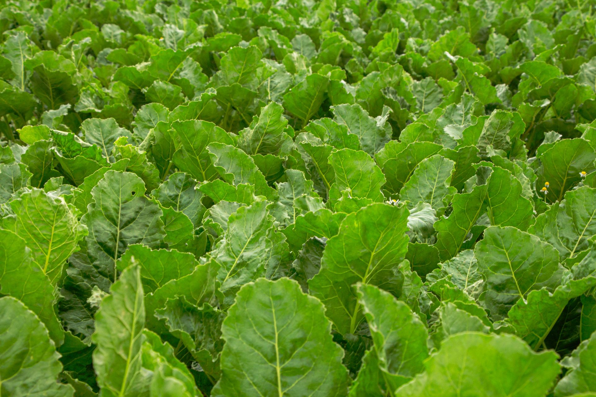 Plantas verdes de hoja creciendo en un campo agrícola