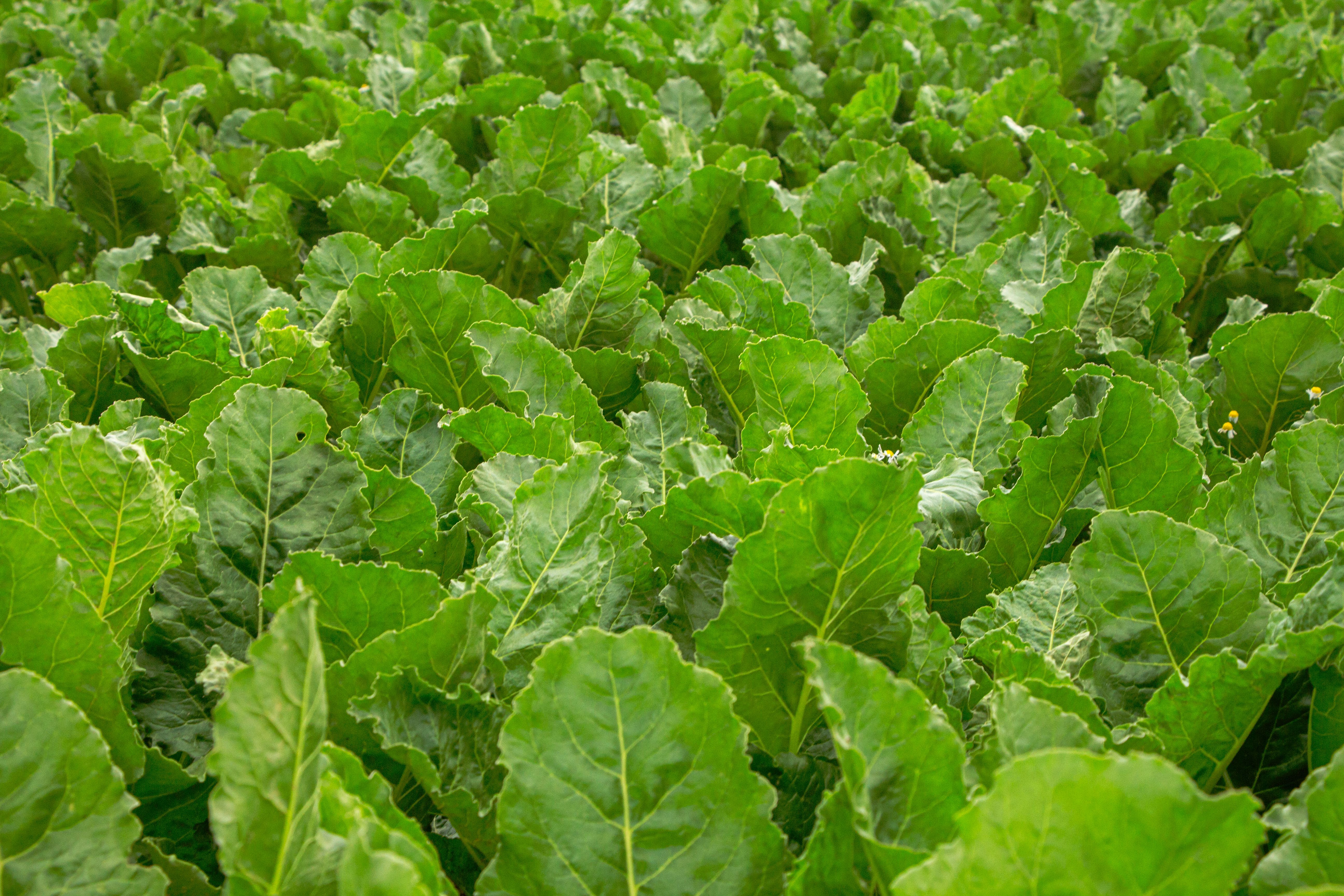 Gratuit Photos gratuites de @extérieur, agriculture, agriculture durable Photos