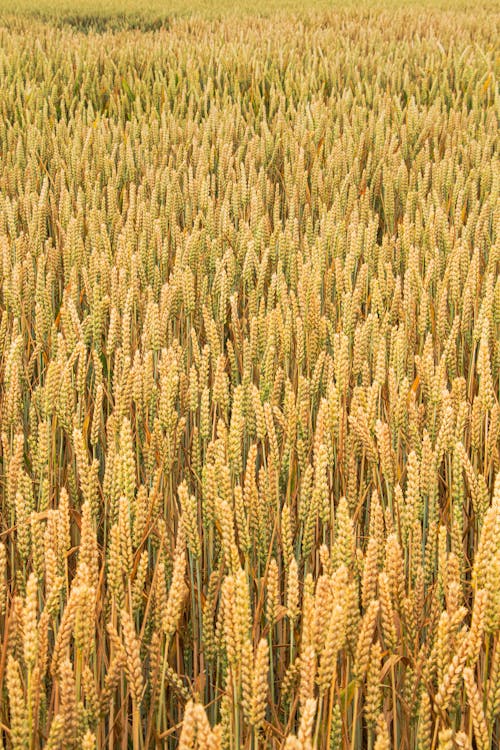 垂直拍攝, 玉米, 田 的 免費圖庫相片