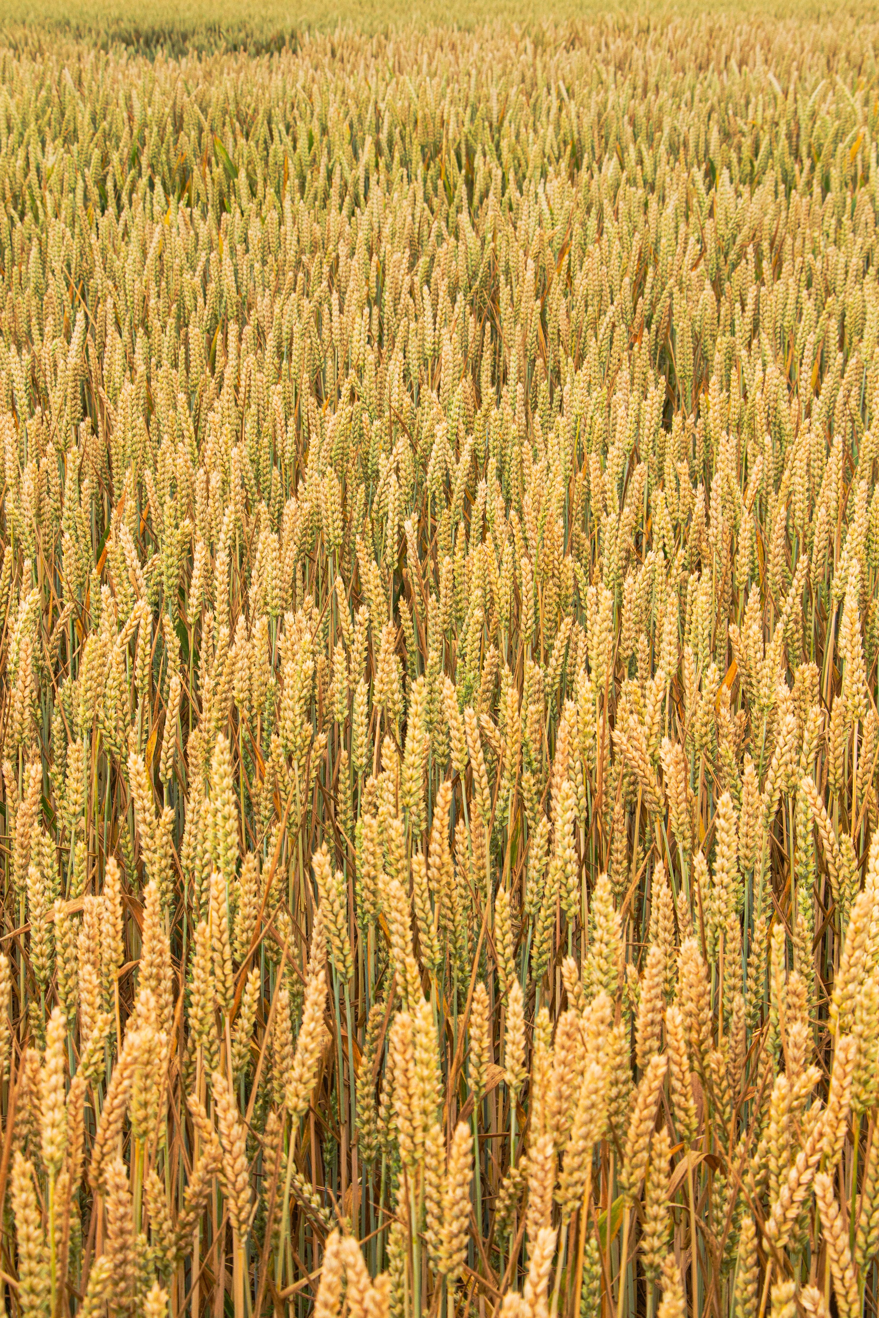 Gratuit Photos gratuites de abondance, agricole, agriculture Photos