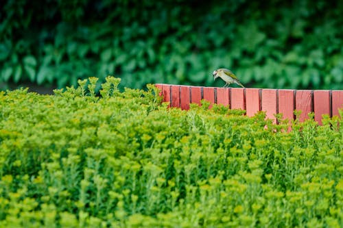 A Bird Sitting on a Wooden Fence on a Canola Field 