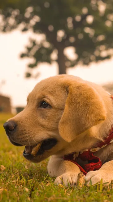 Goldador puppies