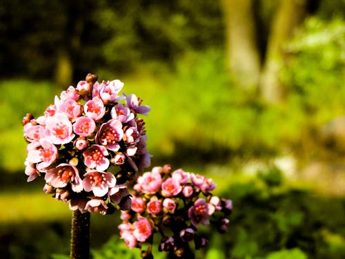 Foto stok gratis bunga-bunga