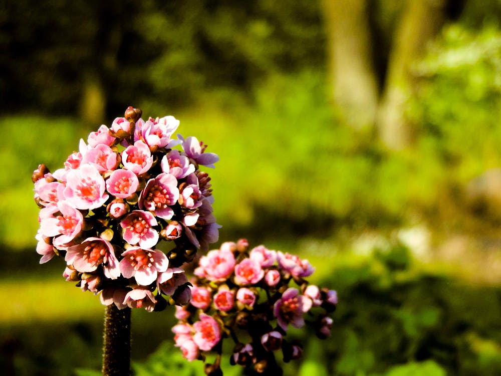 Gratis stockfoto met bloemen