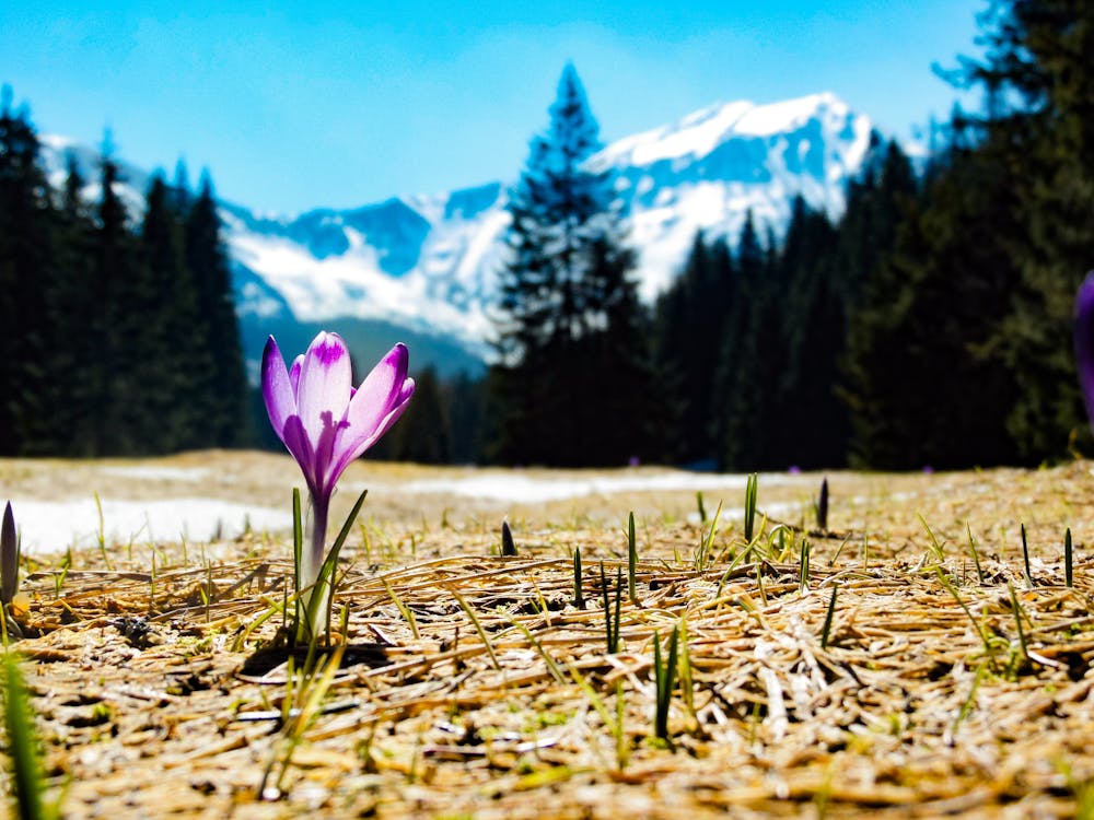 Çiçekler, çiğdem, high tatras içeren Ücretsiz stok fotoğraf