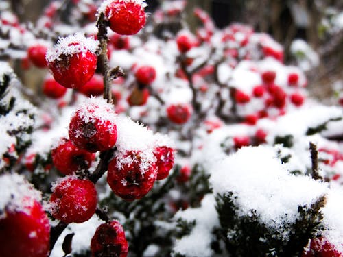 Foto stok gratis buah-buahan, musim dingin