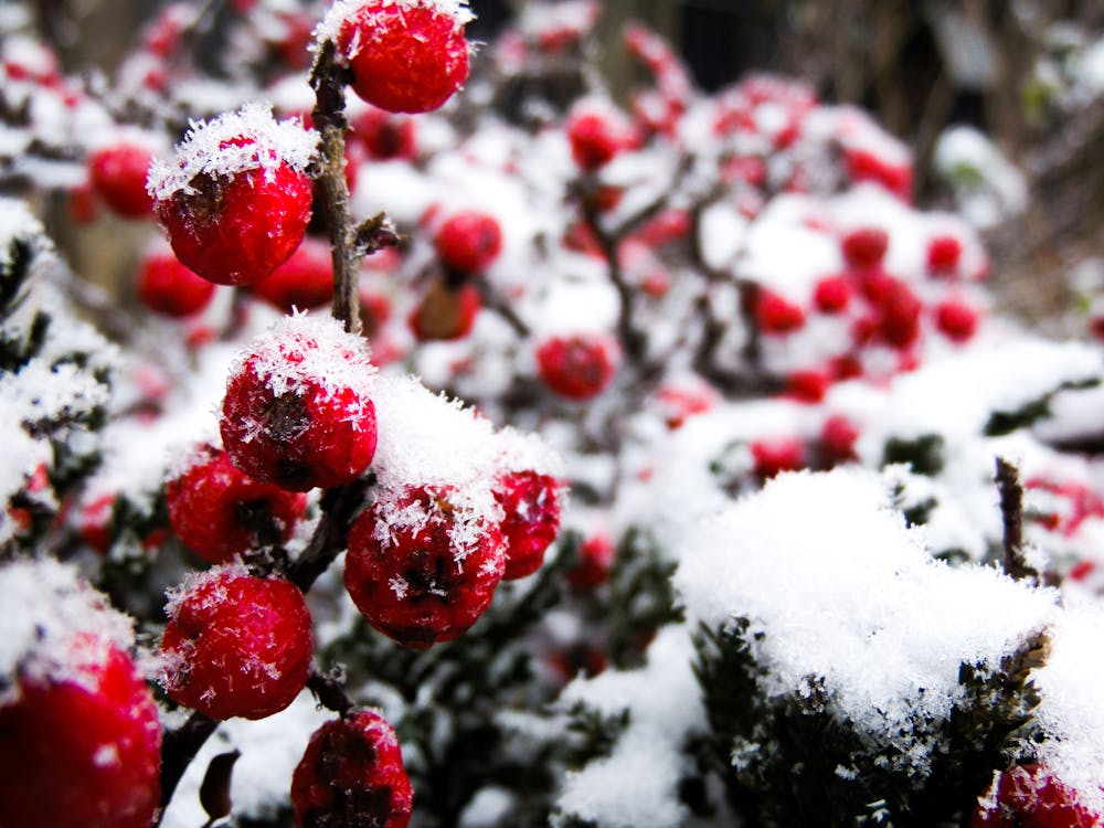 Free stock photo of fruits, winter