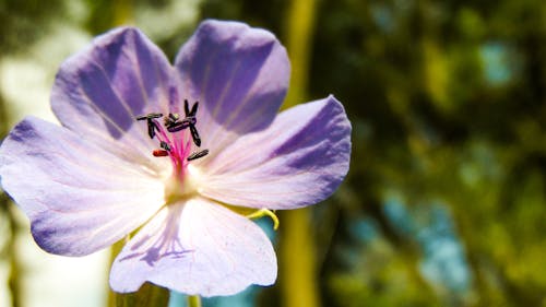 Foto d'estoc gratuïta de flor