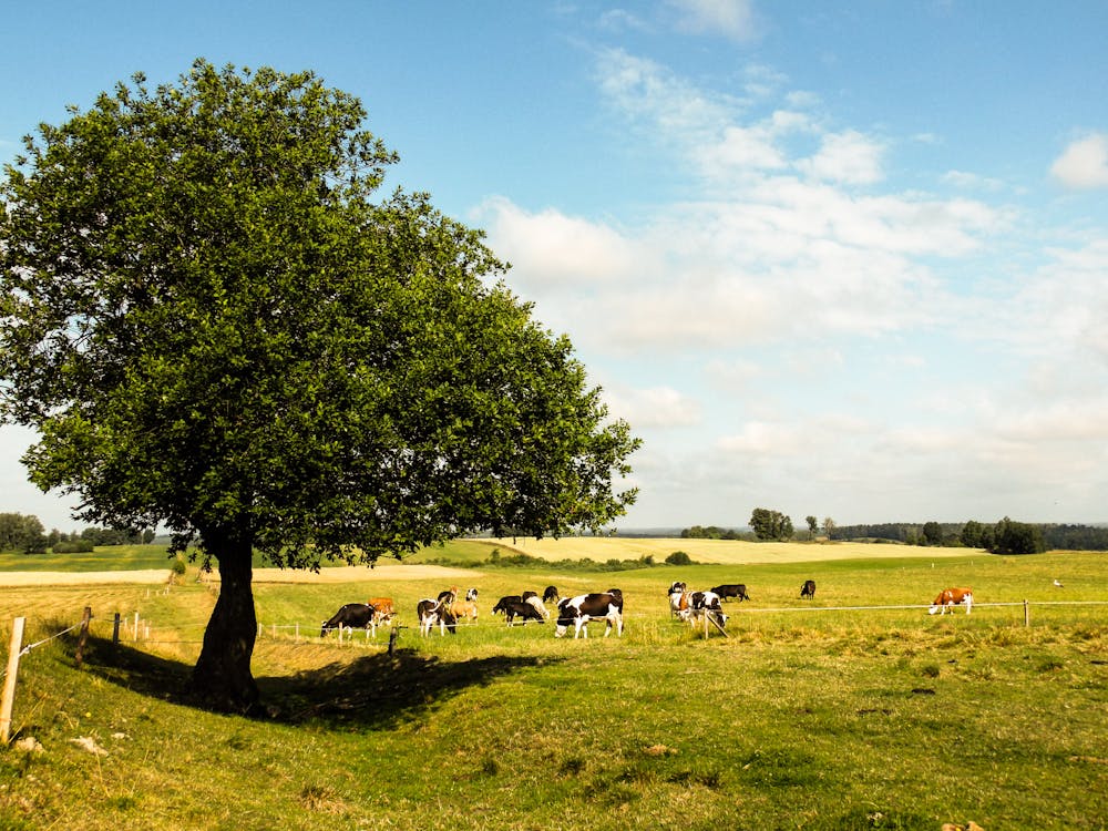 Бесплатное стоковое фото с животные, коровы, луга