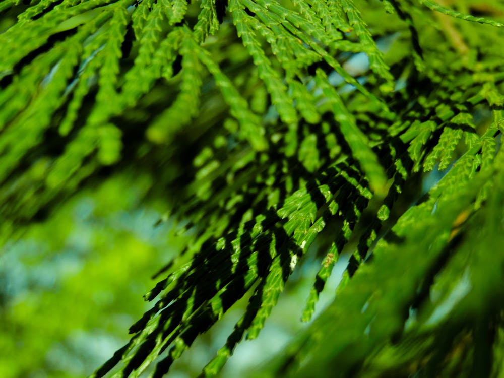 Free stock photo of green, thuja