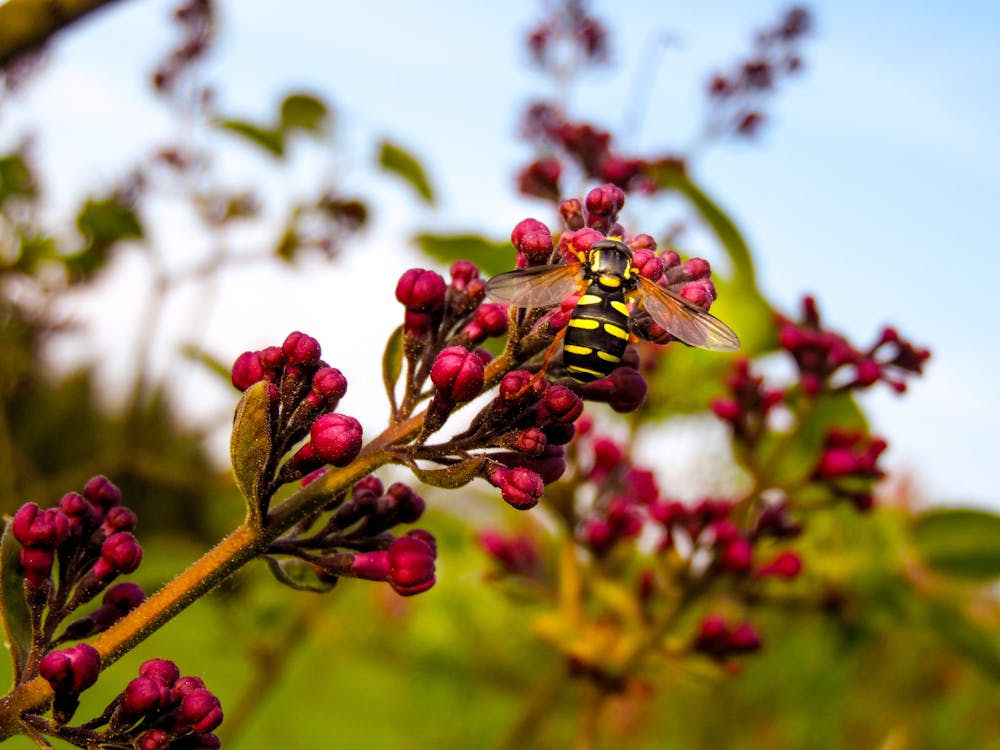 Fotos de stock gratuitas de abeja, flores