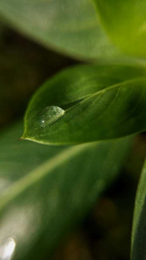 Droplet on leaf