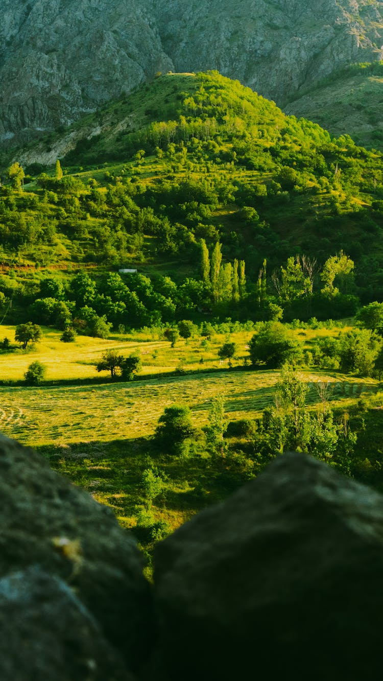 Countryside In Summer