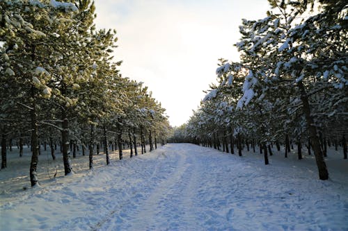 Kostnadsfria Kostnadsfri bild av barrträd, frostig, frostigt väder Stock foto