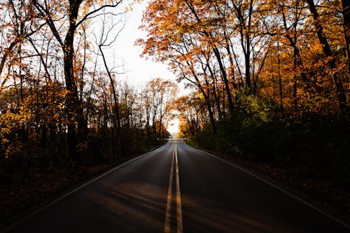 Symmetrical View of an Asphalt Road between Autumnal Trees