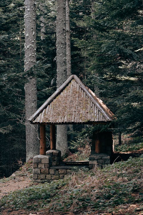 Hut in Forest