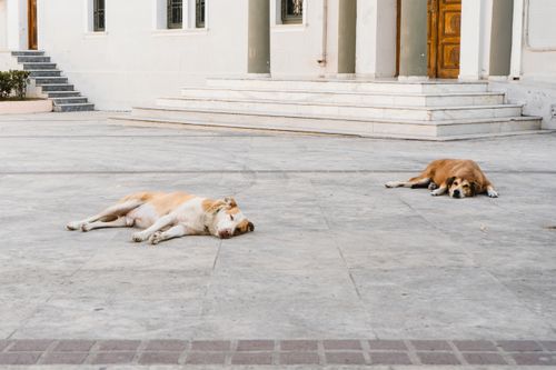 Free Homeless dogs Stock Photo