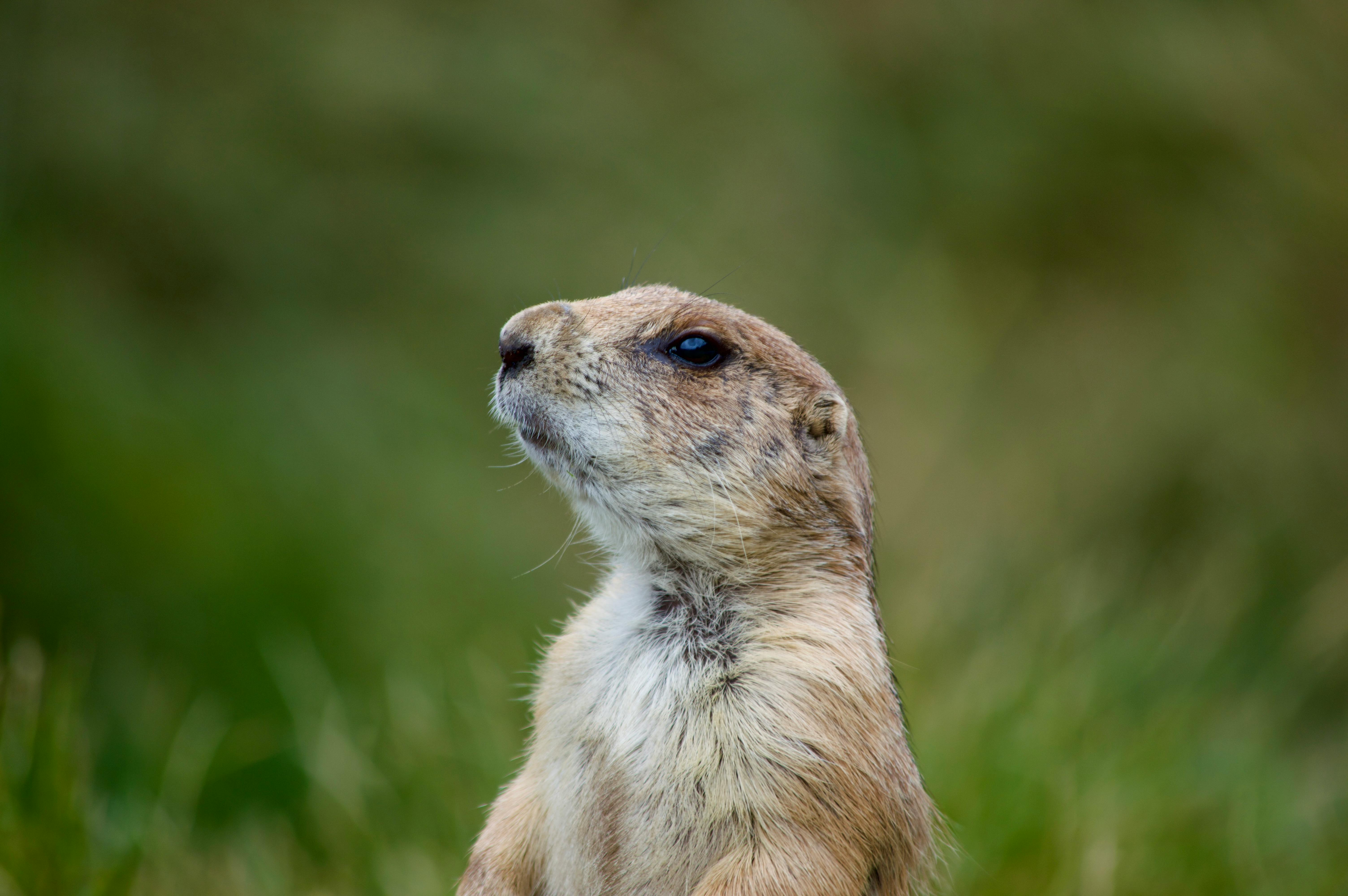 Close-up of Prairie Dog