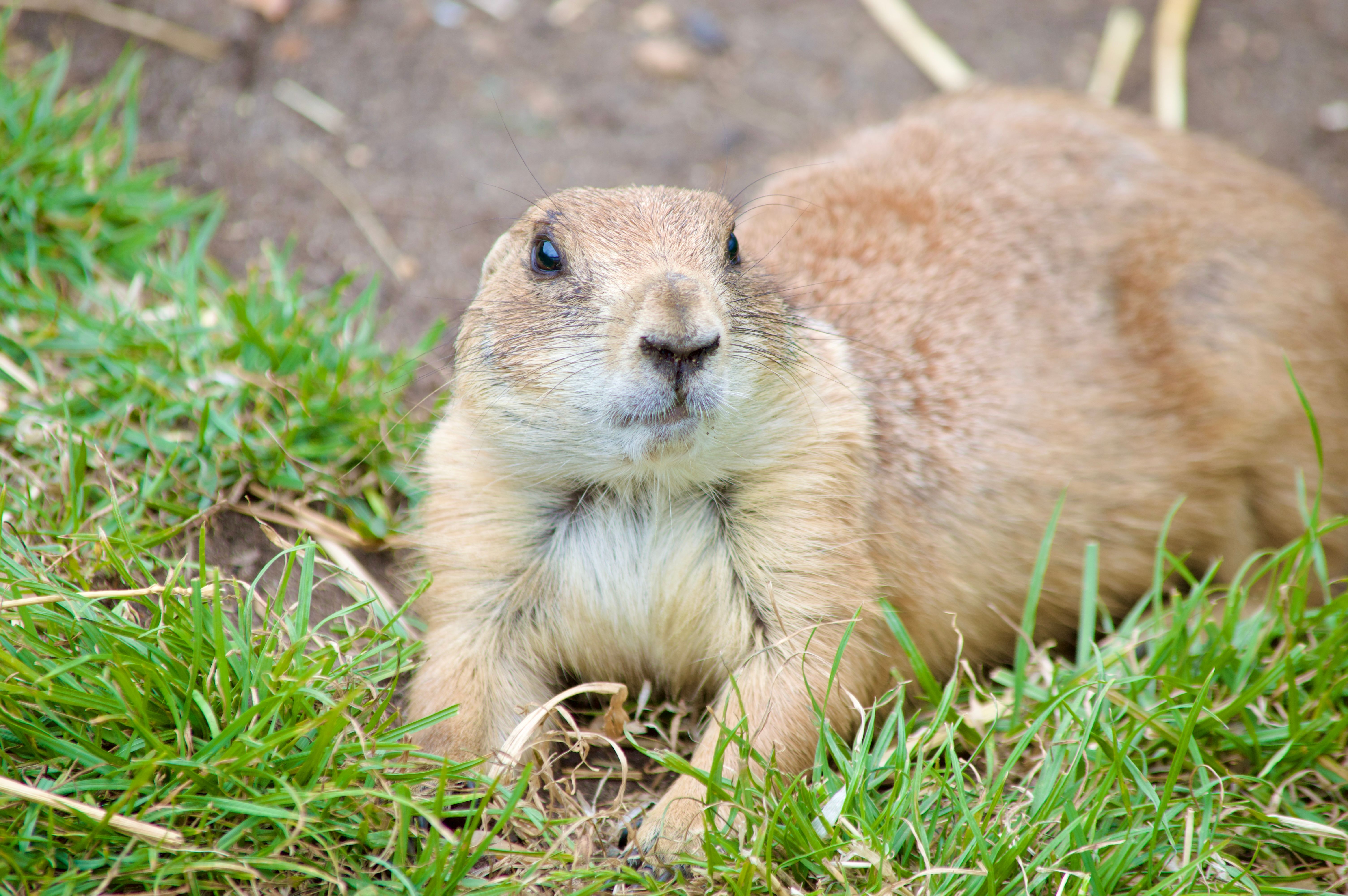 Close-up of a prairie dog lying on grass in its natural habitat, showcasing wildlife beauty.