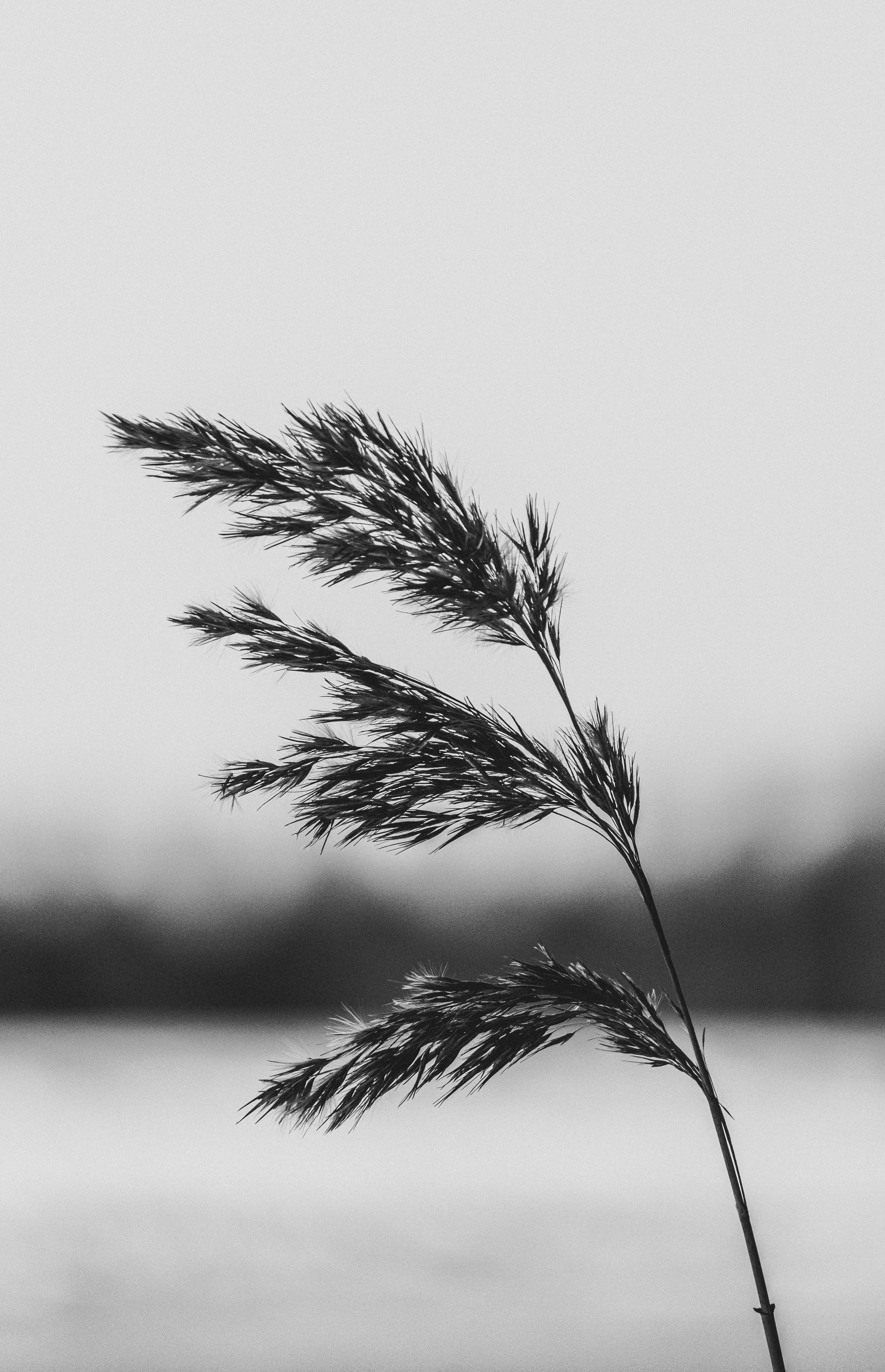 Aesthetic black and white close-up of wheat in selective focus against a blurred background.
