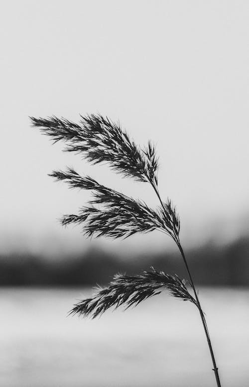 Fotobanka s bezplatnými fotkami na tému čierny a biely, pšenica, rastlina