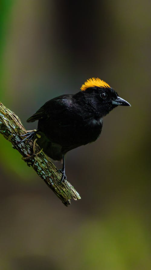 Portrait of a Tawny-Crested Tanager Perching on a Branch