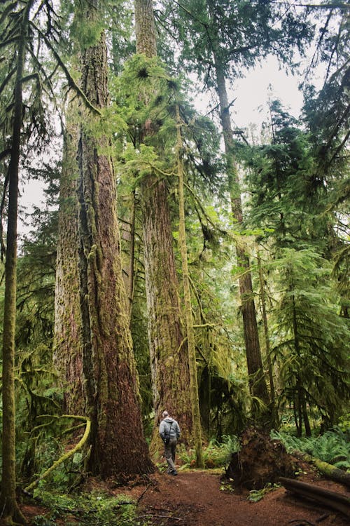 Δωρεάν στοκ φωτογραφιών με redwood δέντρα, trekking, άνδρας
