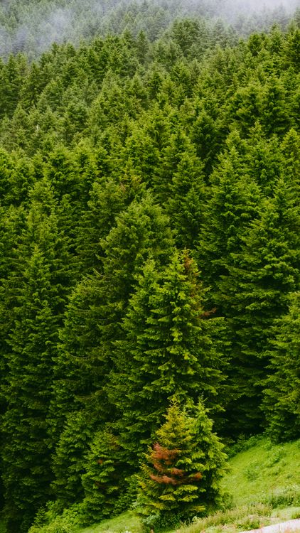 Free A serene view of a dense coniferous forest with vibrant green foliage. Stock Photo