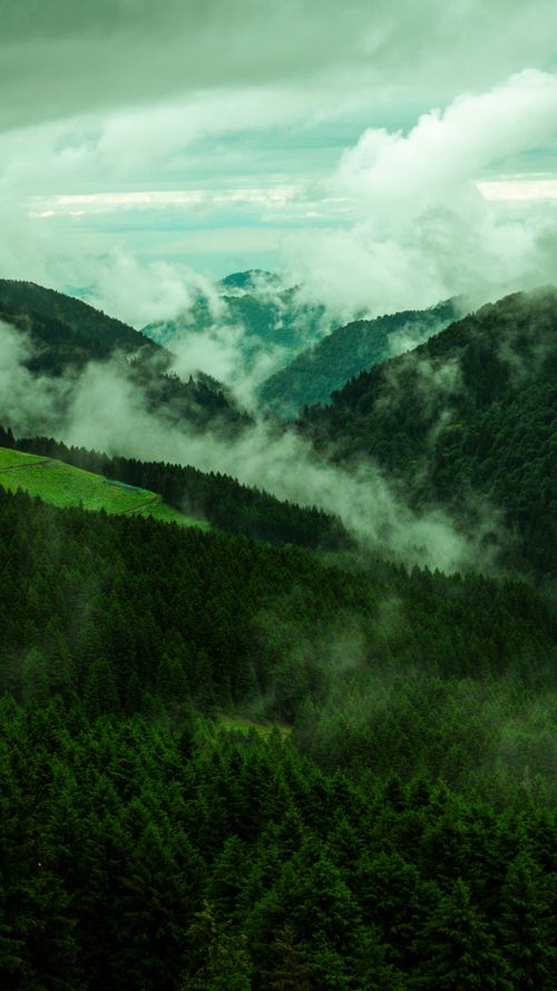 Free Serene mist envelops a lush mountain forest and valley, creating a tranquil nature scene. Stock Photo