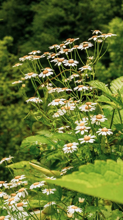 Бесплатное стоковое фото с белые полевые цветы, вертикальный выстрел, весна