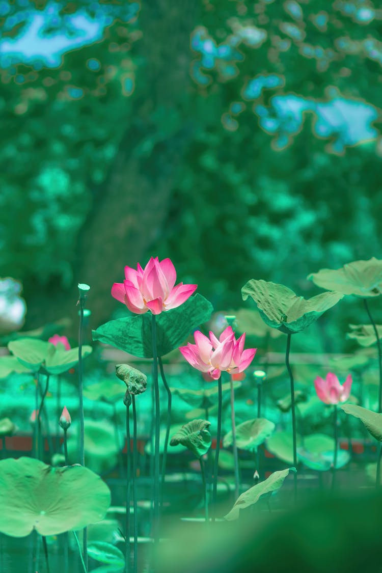 Pink Lotus Flowers Blooming In A Pond