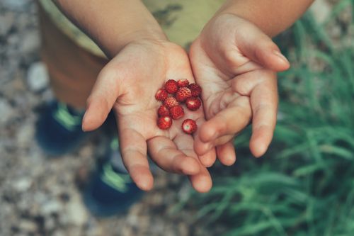Free A child's cupped hands holding freshly picked wild strawberries, outdoors. Stock Photo