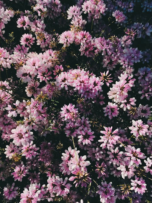 Immagine gratuita di cespuglio, crescita, fiori rosa