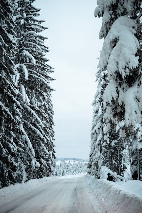 雪に覆われた松の木