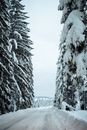 冬日，宁静的森林道路两旁，白雪覆盖的树木排列在多云的天空下