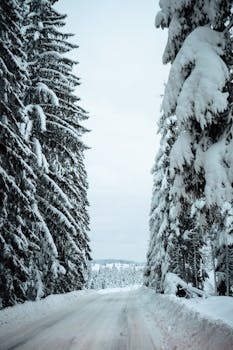 冬日，宁静的森林道路两旁，白雪覆盖的树木排列在多云的天空下