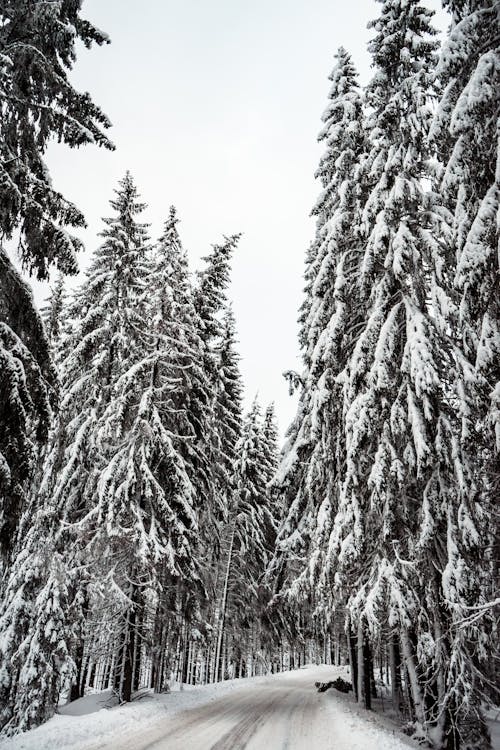 Karla Kaplı çam Ağaçları