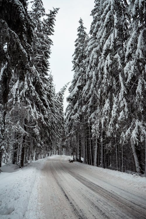 Bomen Bedekt Met Sneeuw