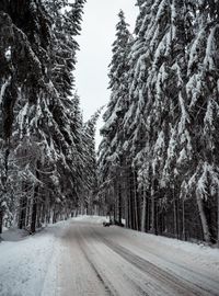 Cleared road through snowy firs, photo by Vlad Chetan on Pexels