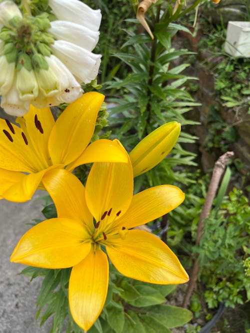 Yellow Flowers