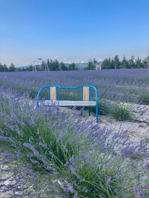 Immagine gratuita di agricoltura, campo, fiori