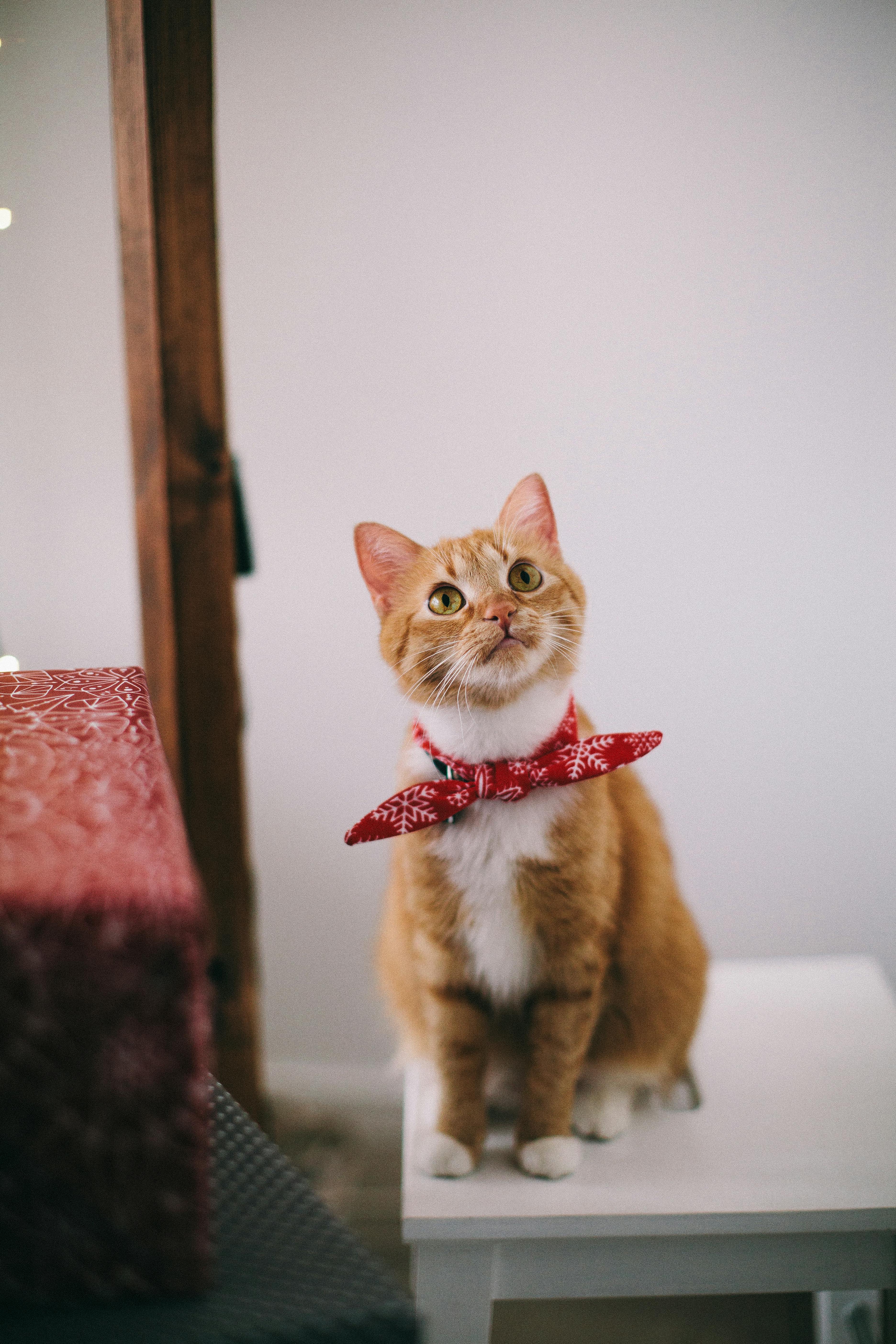 Cat sitting on the white table | Photo: Pexels