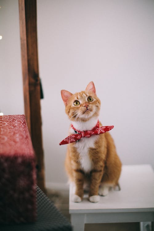 Orange Tabby Katze Mit Rotem Taschentuch, Das Auf Weißem Tisch Sitzt