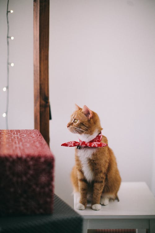 Oranje En Witte Kat Met Rood Lint Op Nek Zittend Op Witte Houten Kruk Wegkijken