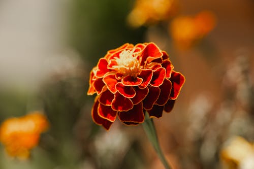 Close-up of an Orange Marigold