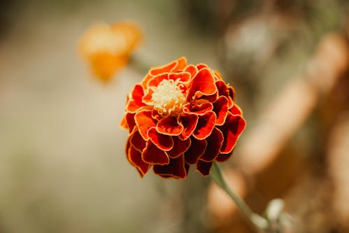 Close-up of an Orange Flower 